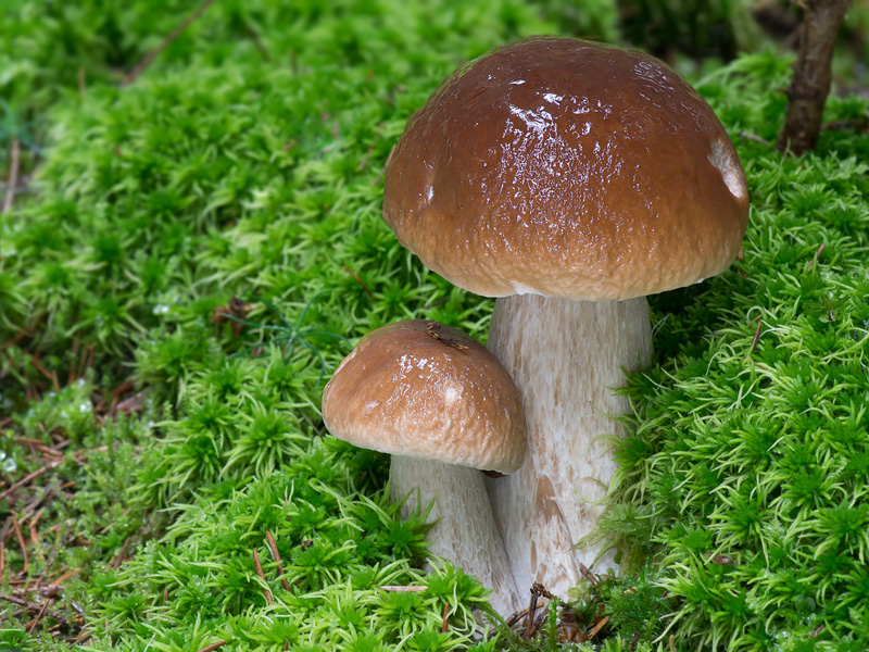 Boletus edulis